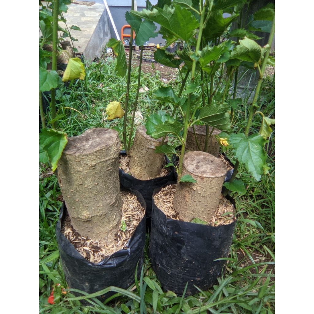 Bonggolan bahan bonsai buah murbei Big size sebesar pergelangan tangan