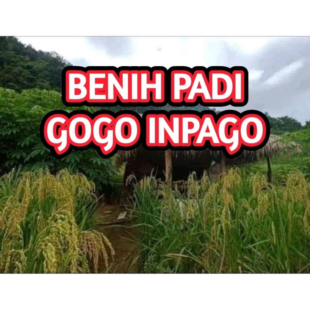 BENIH PADI BIBIT PADI GOGO/ INPAGO BIBIT KUALITAS UNGGUL 5KG