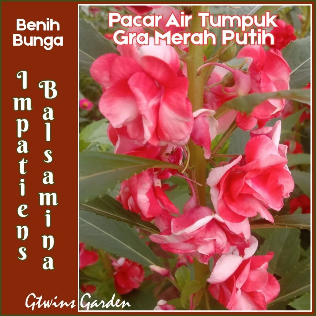 GG | 250 Benih Bunga Pacar Air Tumpuk Impatiens Balsamina  Warna  Gradasi Merah Putih