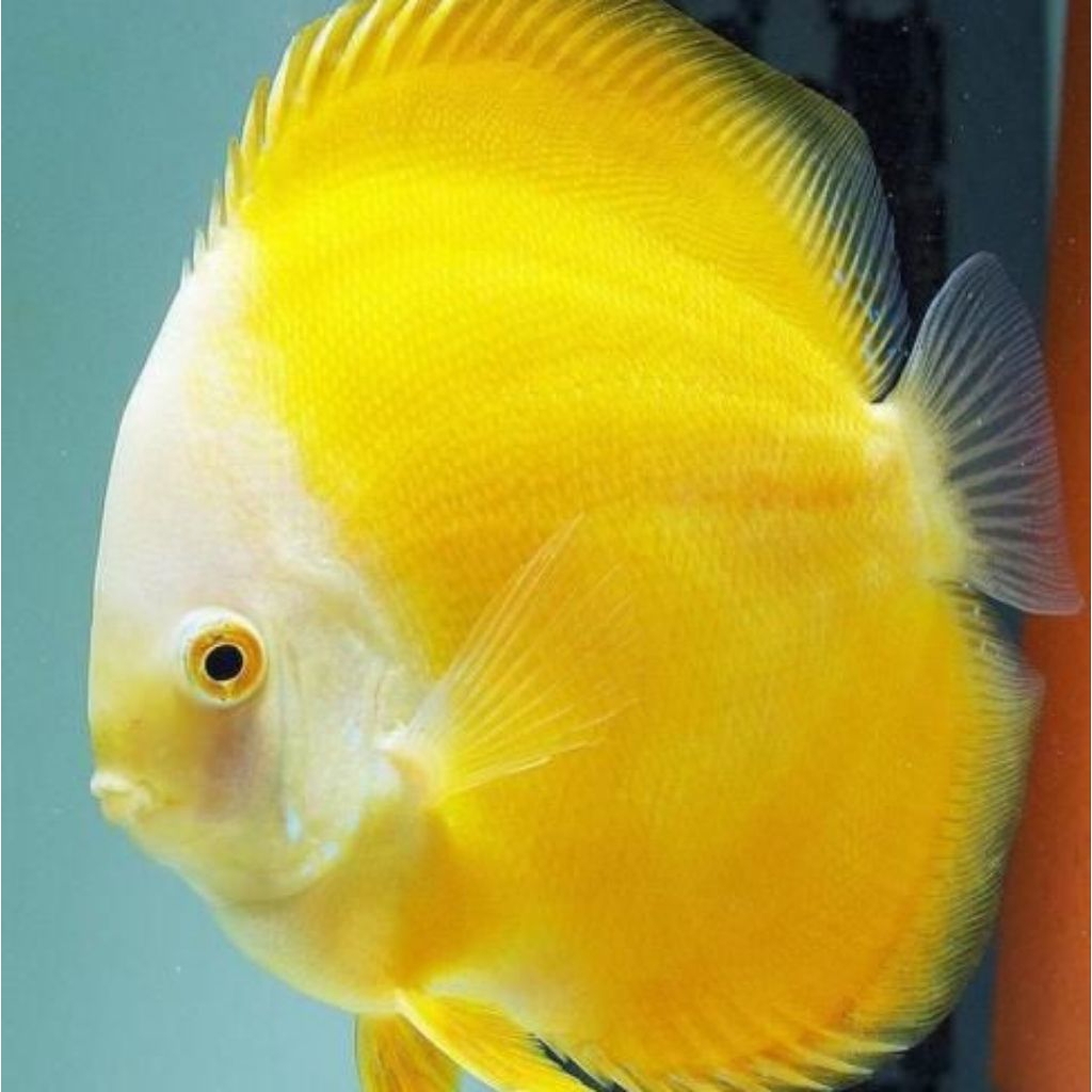 discus yellow melon mulai ukuran 2cm-2inch discus