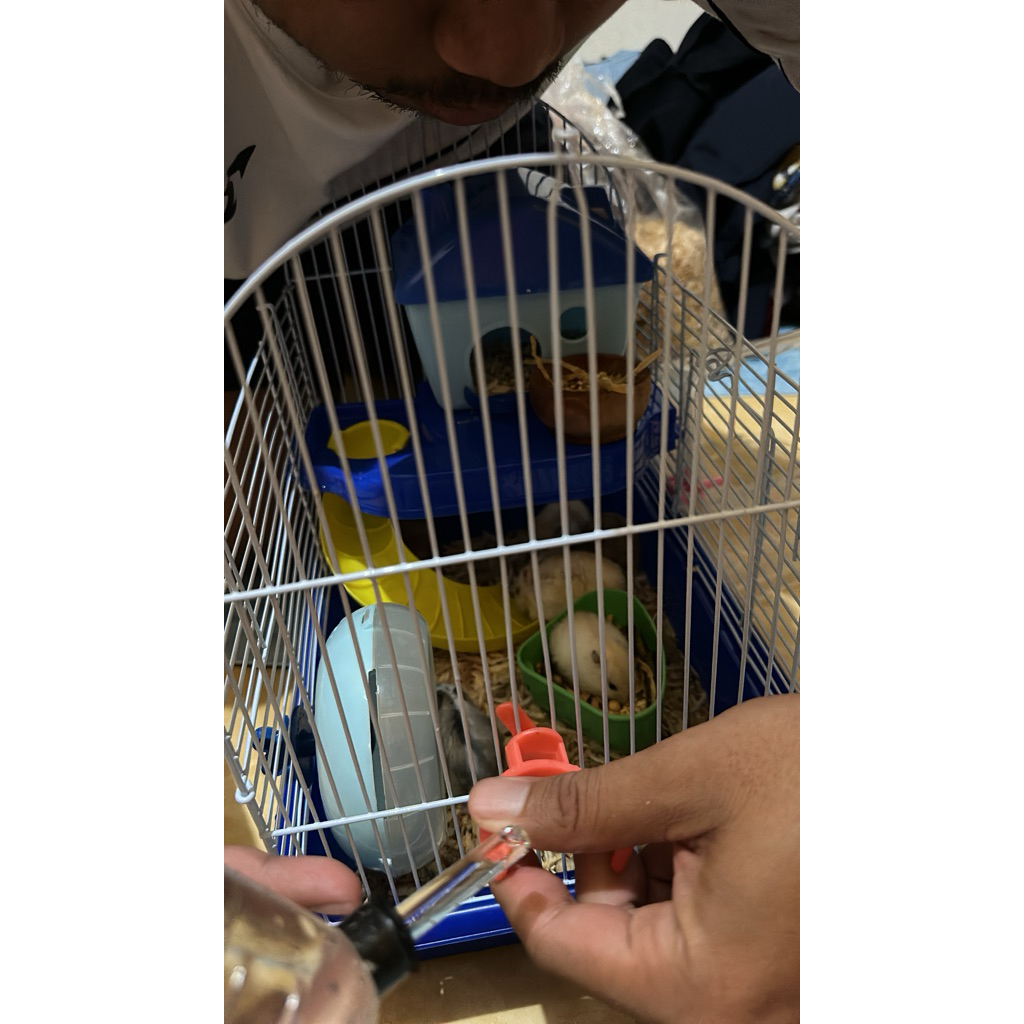 Anakan Hamster Winter White