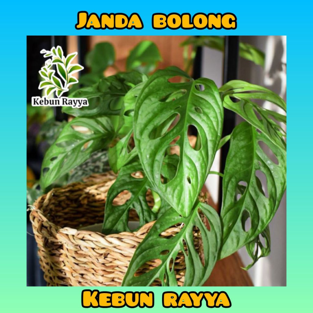 Tanaman Hias Janda Bolong Tanaman merambat Janda bolong Acuminata Tanaman Air Janda Bolong Murah