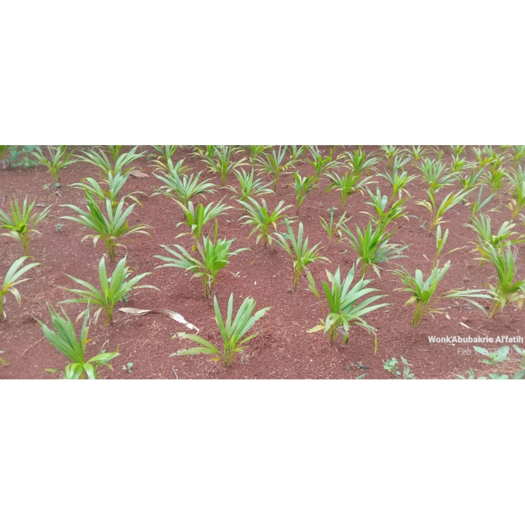 [BISA COD] Bibit palem merah|Tanaman hias palem merah| jual bibit palem merah