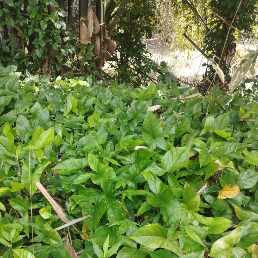 30 batang Bibit keladi merambat