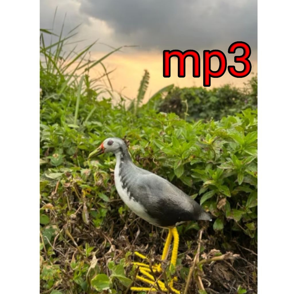 Jontrot/pikat patung burung ruak - ruak mp3