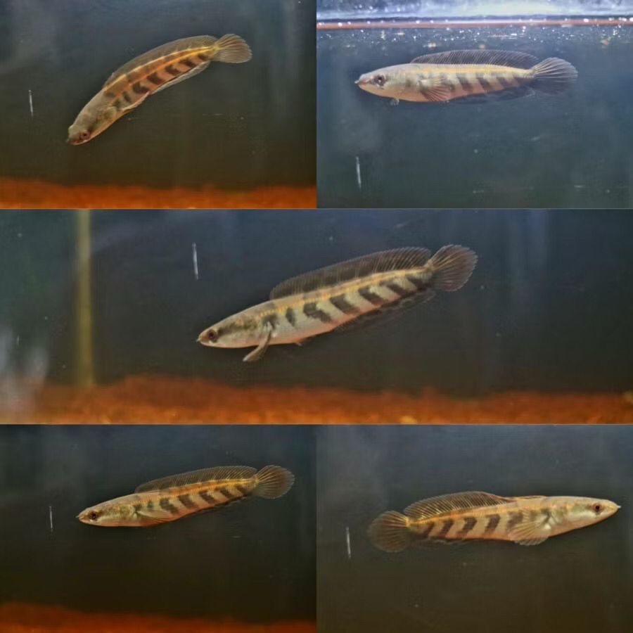 (COD)Red barito 3-6cm grade A++