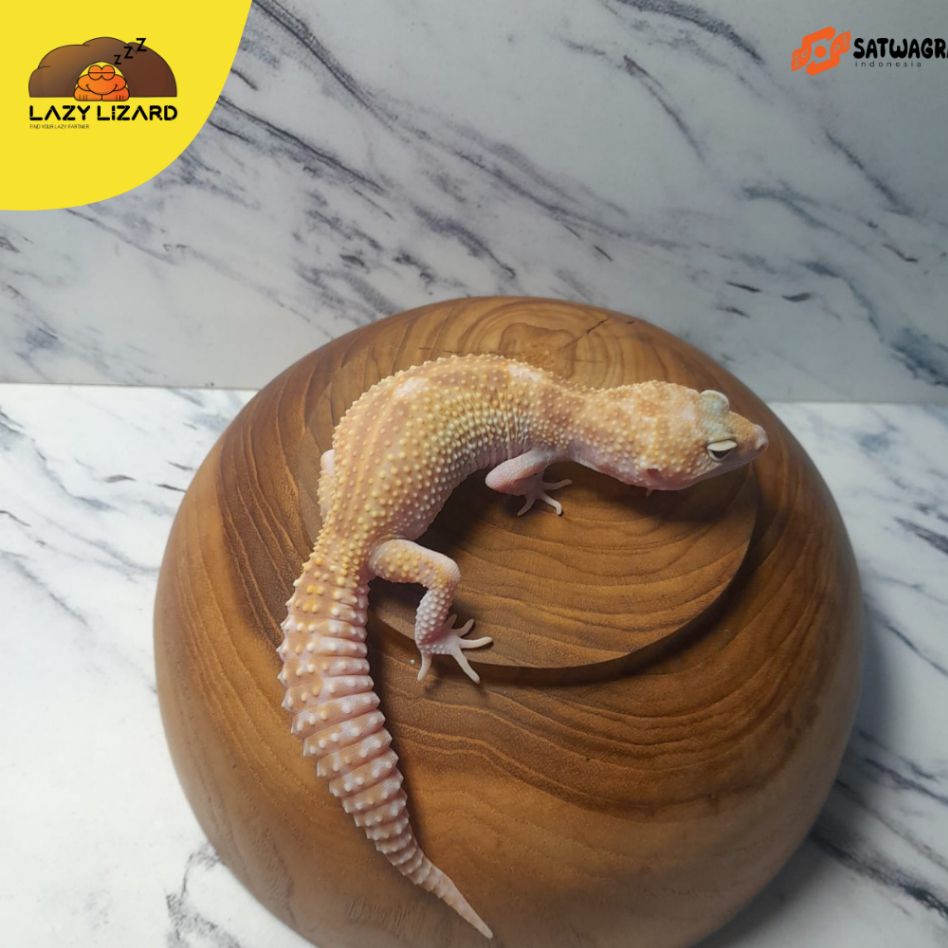 Mainan Anak GECKO Warna MSR Mack Snow Raptor