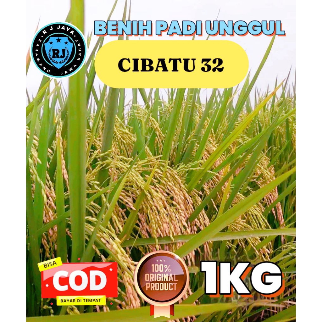 BENIH PADI UNGGUL BERKUALITAS CIBATU 32 KEMASAN 1KG