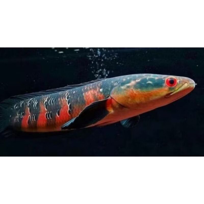 (COD)Red Barito 3-5cm sortir ketat