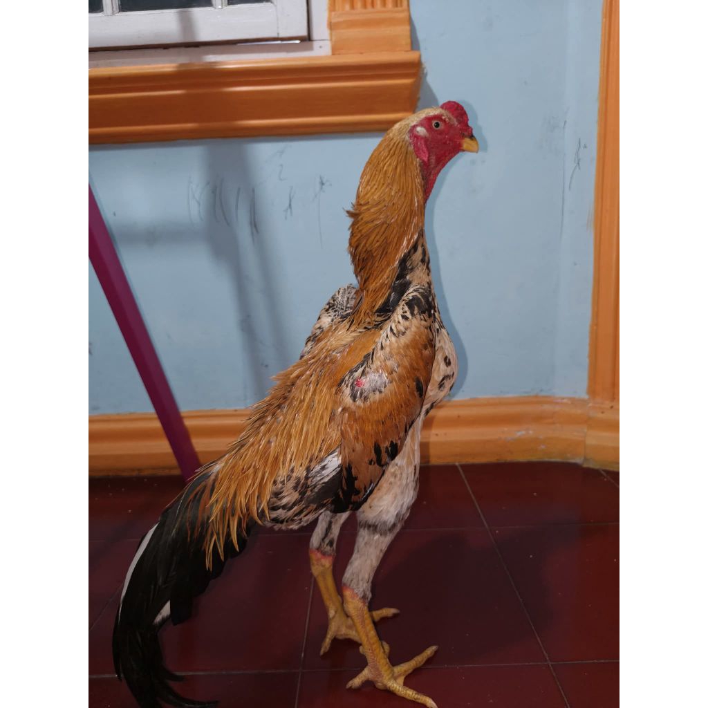 TELUR AYAM FERTIL BANGKOK SHAMO EROPA ORI BERKUALITAS JUARA