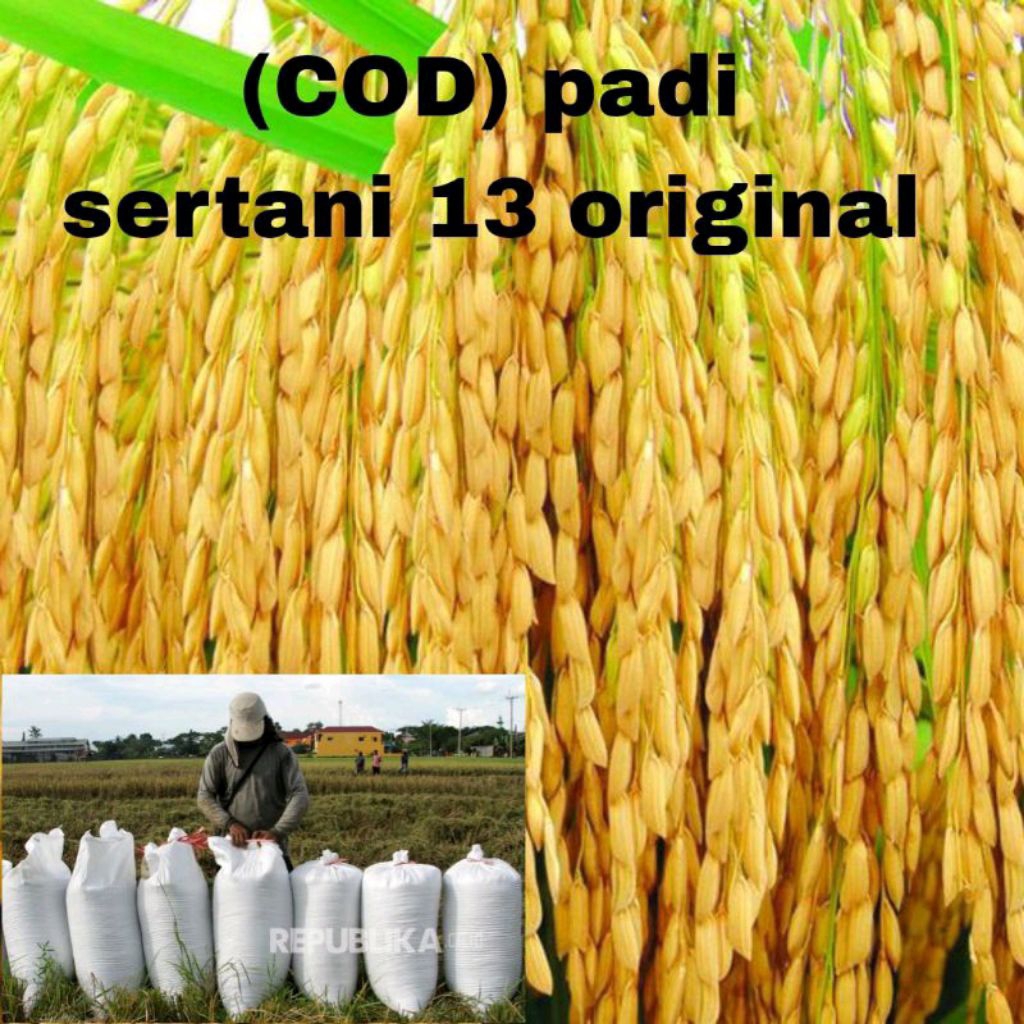 BENIH PADI SERTANI 13 BIBIT UNGGUL 5KG original