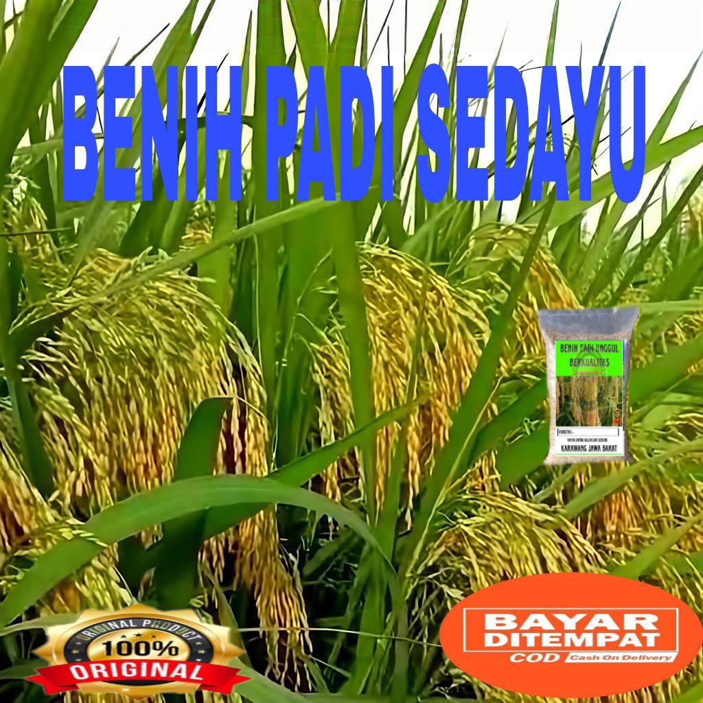 BENIH PADI SEDAYU KEMASAN 5KG