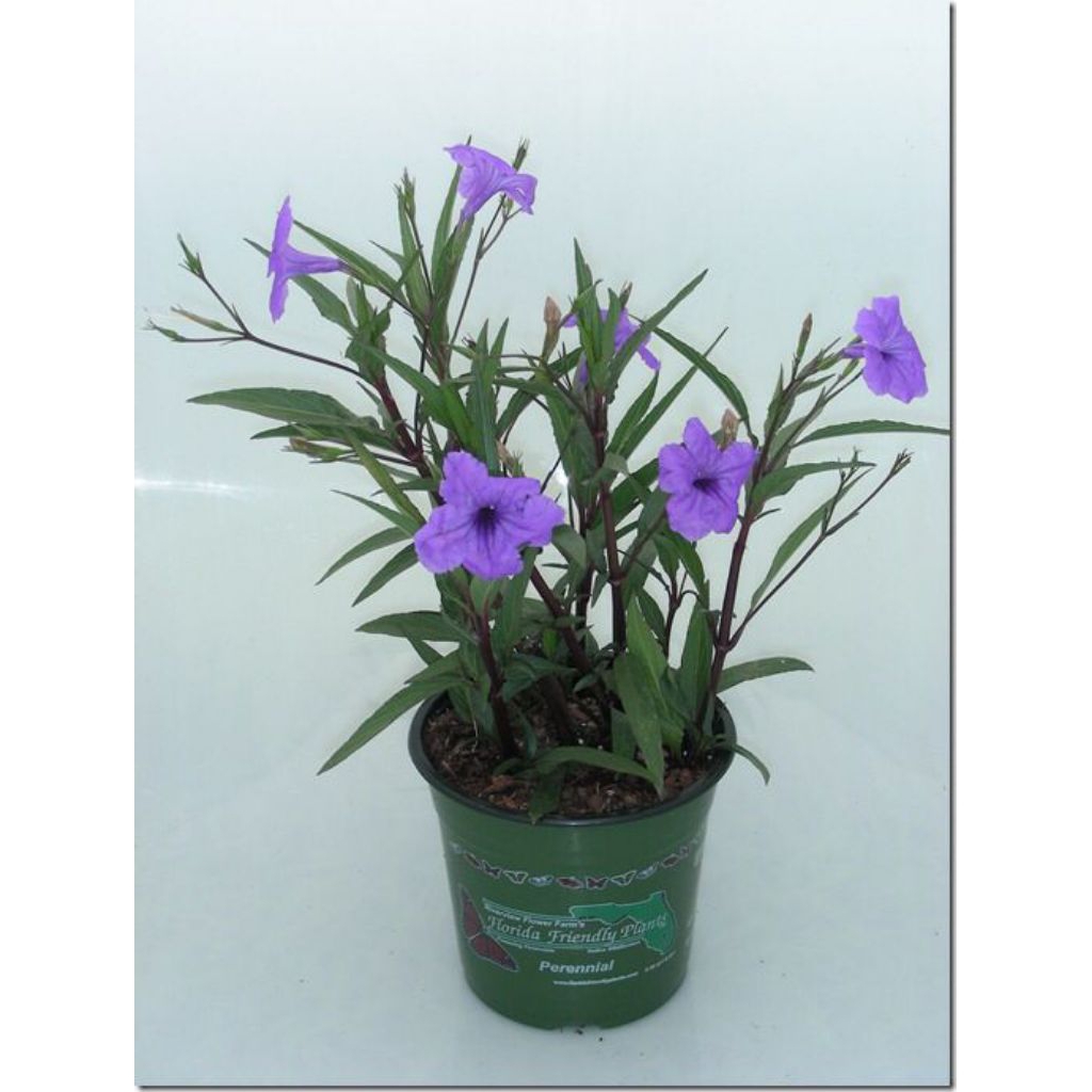 Tanaman Hias MURAH Ruellia Tegak Bunga Unggu - Ruellia Simplex Rimbun