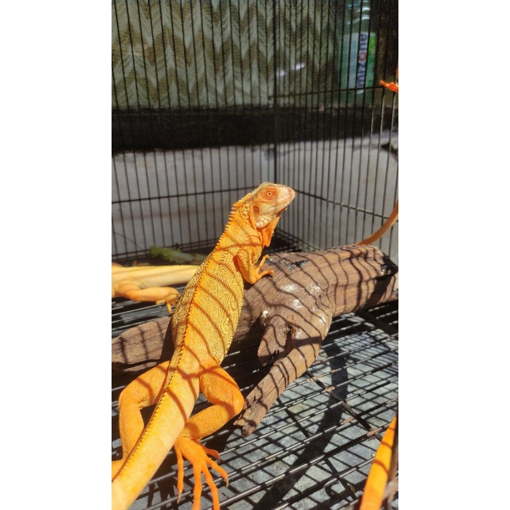 Iguana Red Albino Colombia T-