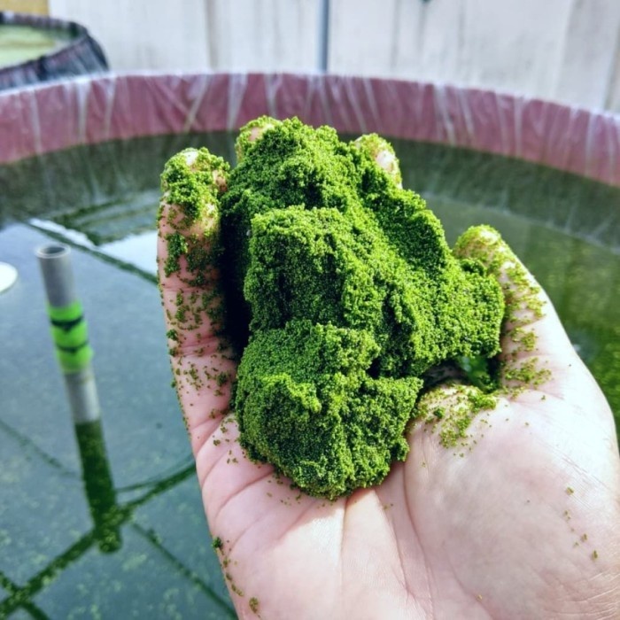 Bibit Wolffia 1kg Siap Budidaya Tumbuh Cepat Kaya Protein