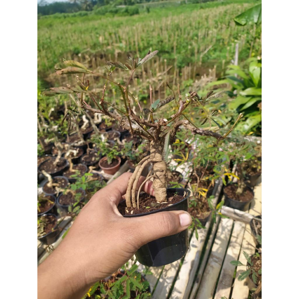 BAHAN BOSAI UNIK PUTRI MALU - bahan bonsai rare putri malu - murah meriah