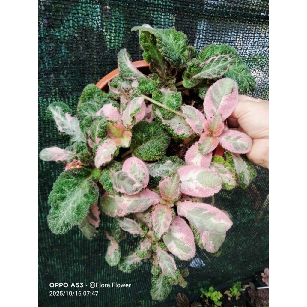 episcia Picasso bunga pink