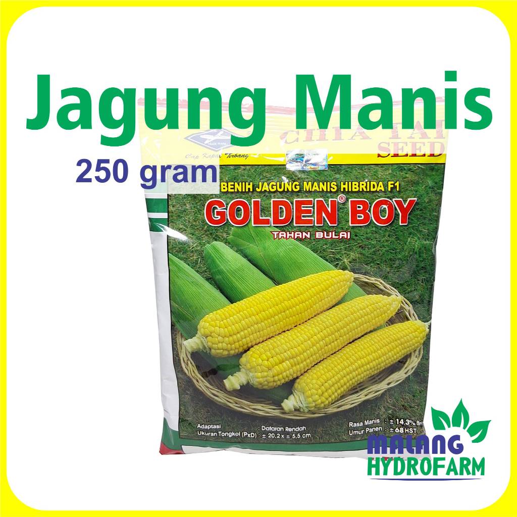 Benih Jagung Manis Golden Boy F1 250 gram Cap Kapal Terbang hibrida dataran rendah unggul bibit biji