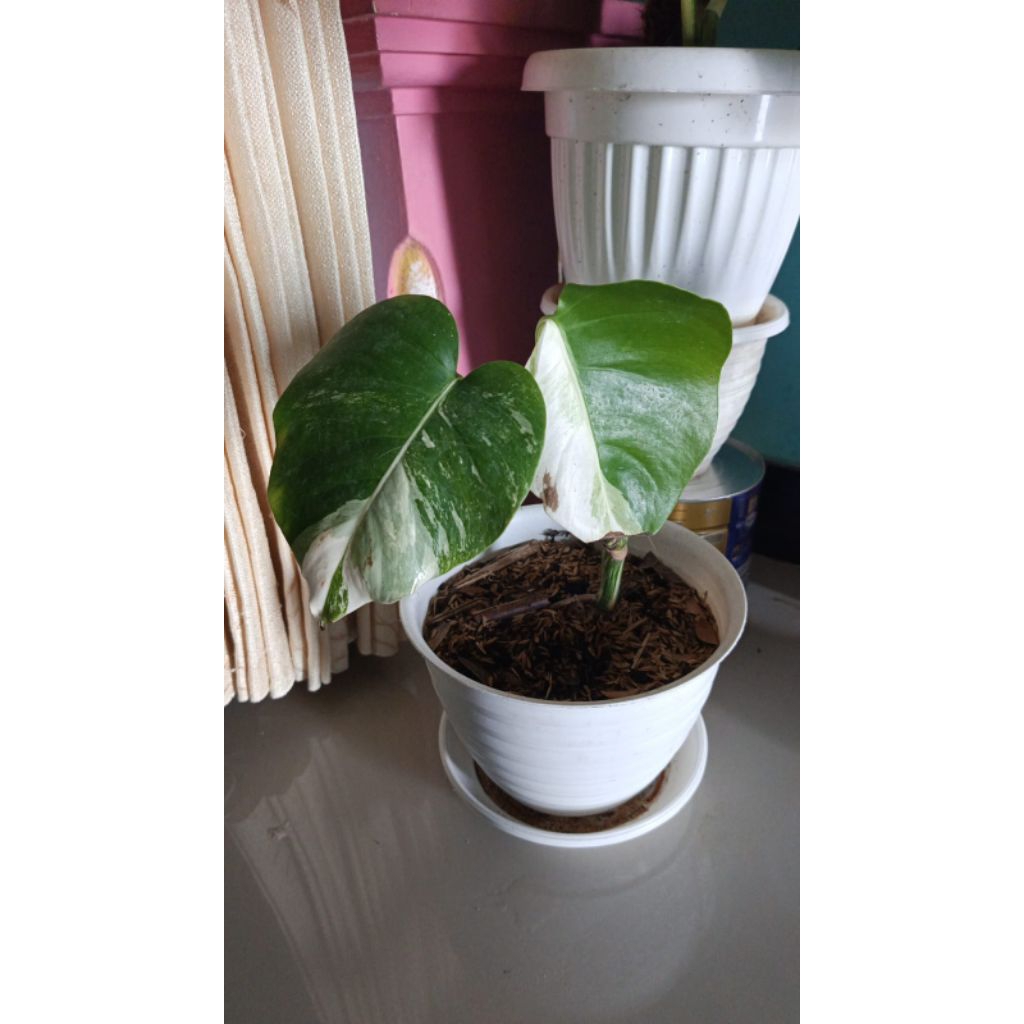 Monstera Variegata ekonomis