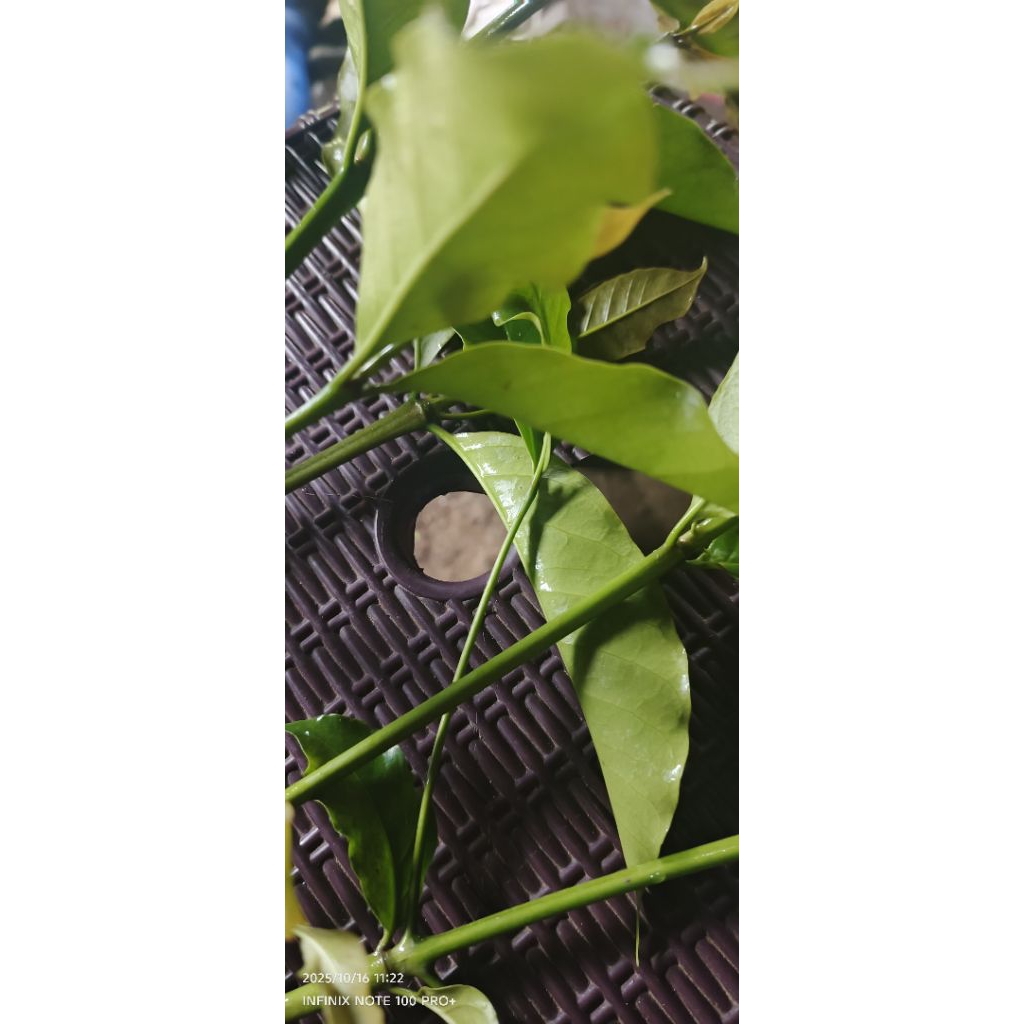 Daun kopi kawa  super premium gayo