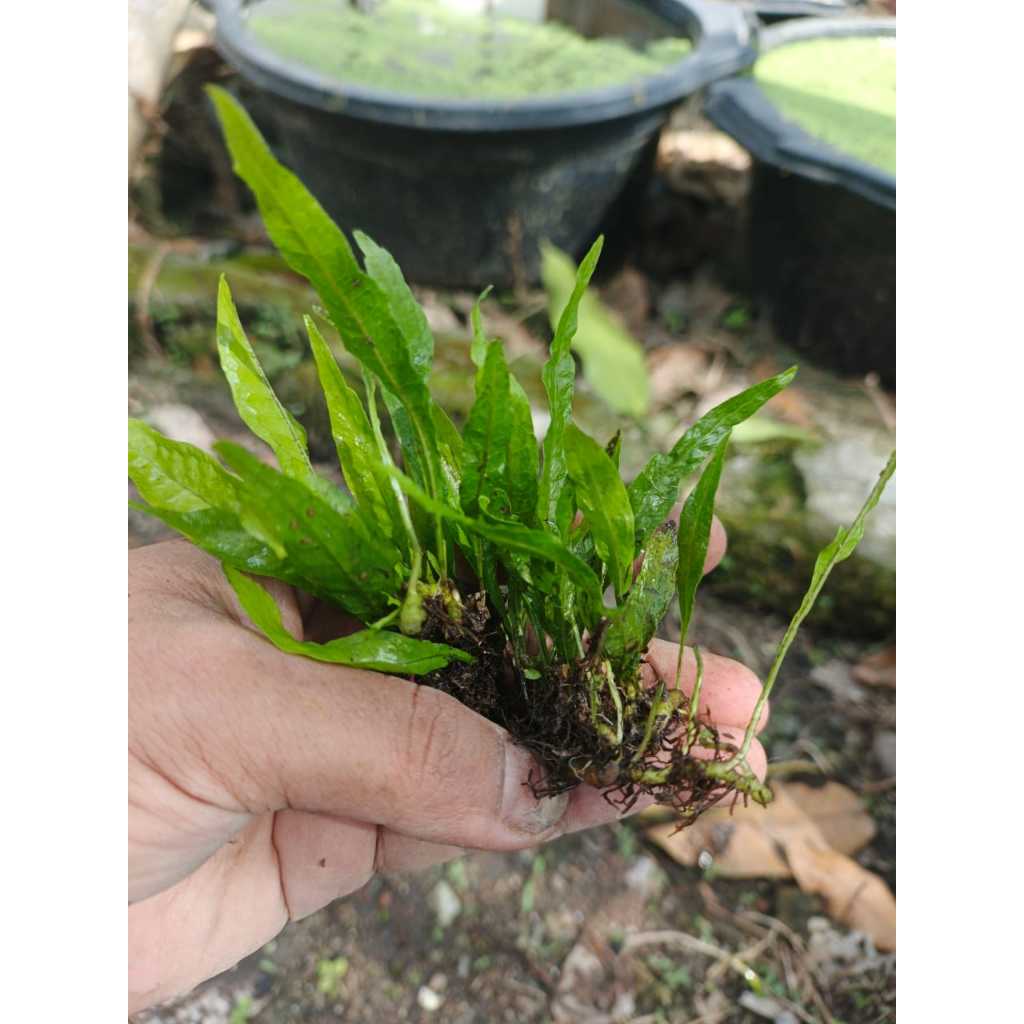 Tanaman Aquascape Kadaka