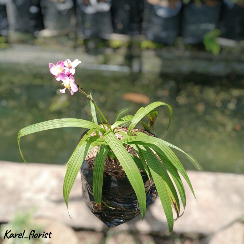 Tanaman anggrek tanah bunga pink import