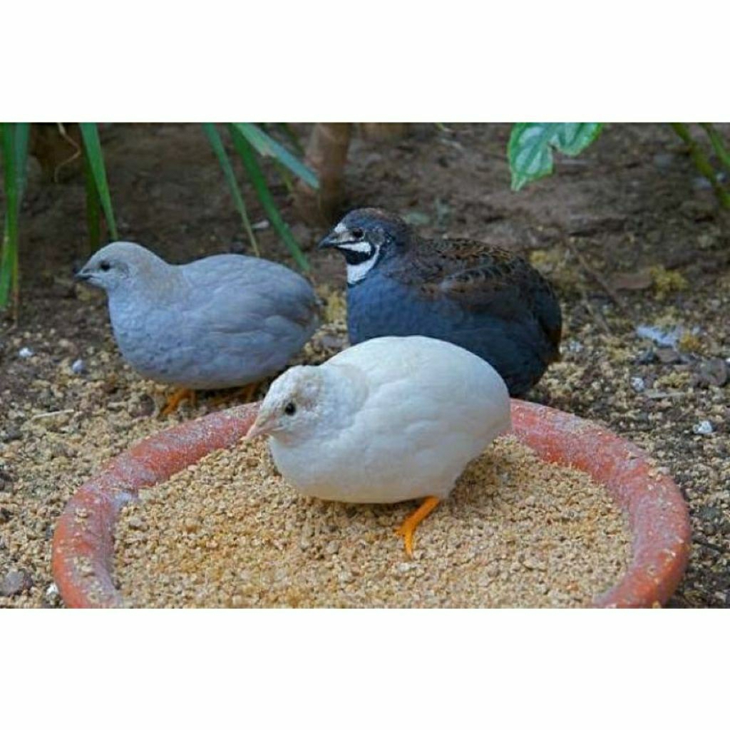 TELUR PUYUH HIAS BATU FERTIL UNTUK DI TETASKAN