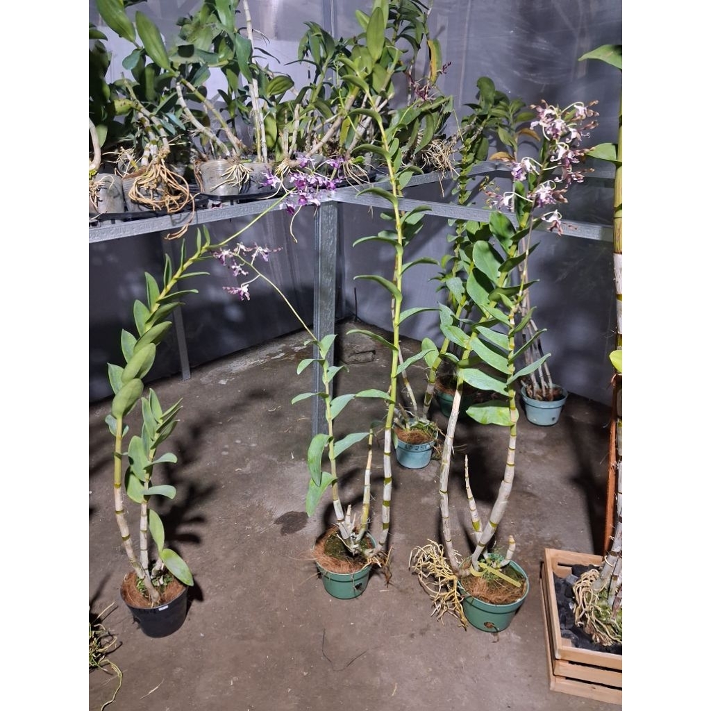 Anggrek caesar warawan