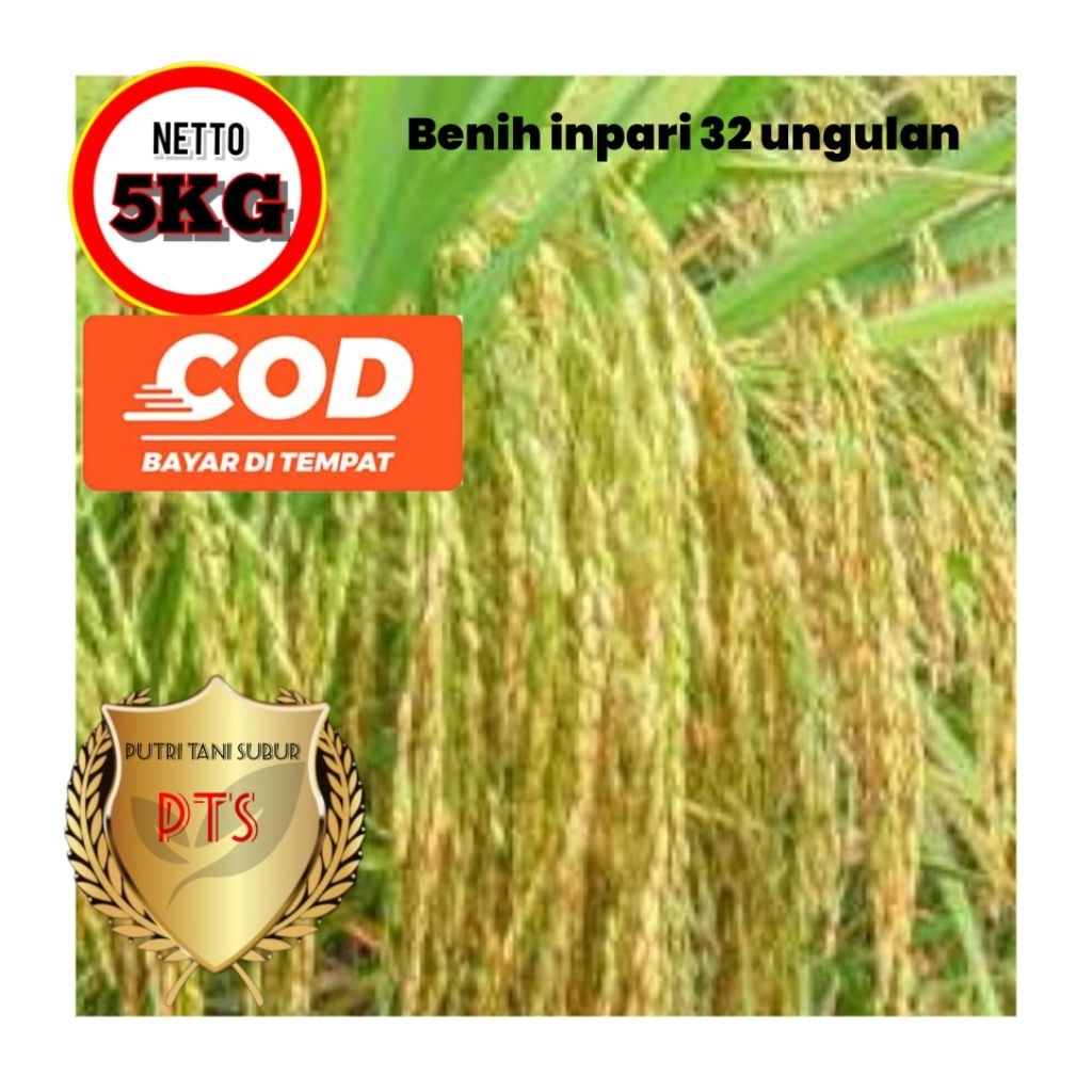 benih padi inpari32 unggulan