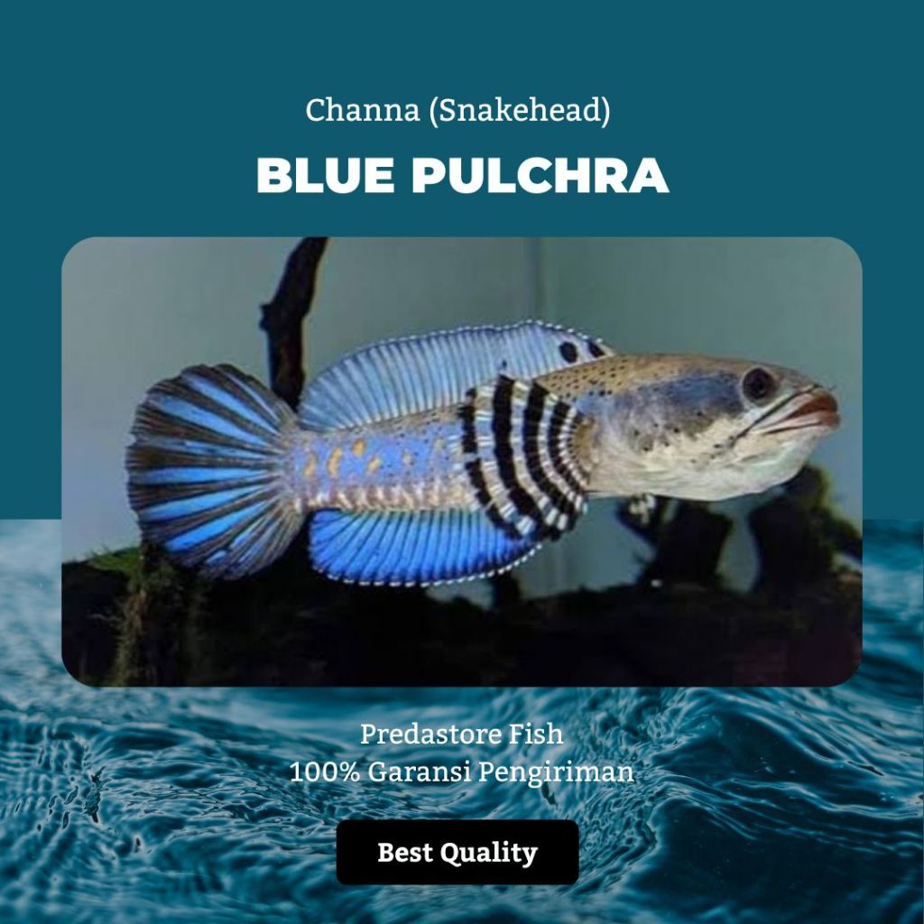 [Terlaris] Channa Blue Pulchra | Yellow spot | Sortiran Keras - 100% Garansi Pengiriman