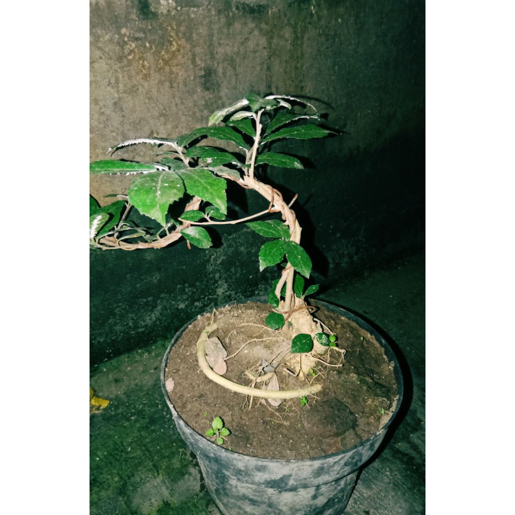 bonsai serut/dongkelan