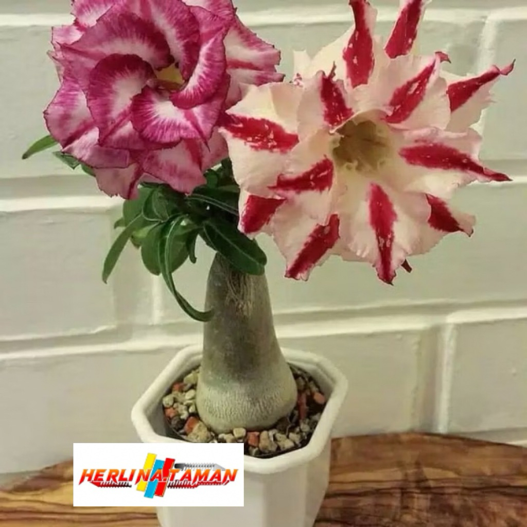 promo Pohon Adenium Bunga Tumpuk_Kamboja Jepang Bunga Tumpuk_Adenium