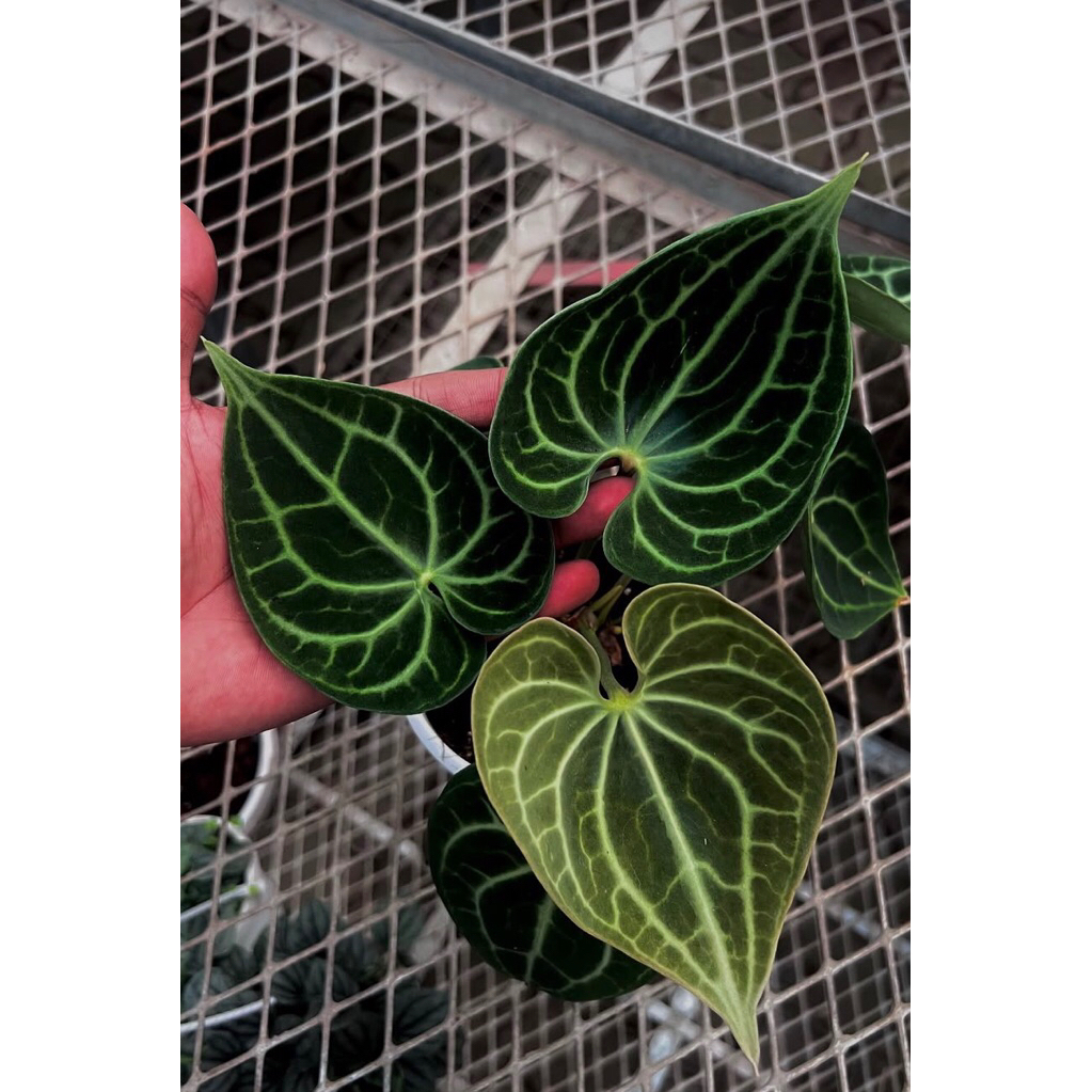 Anthurium Clarinervium Chocolate Vien - Tanamanhias anthurium clarinervium Terlaris