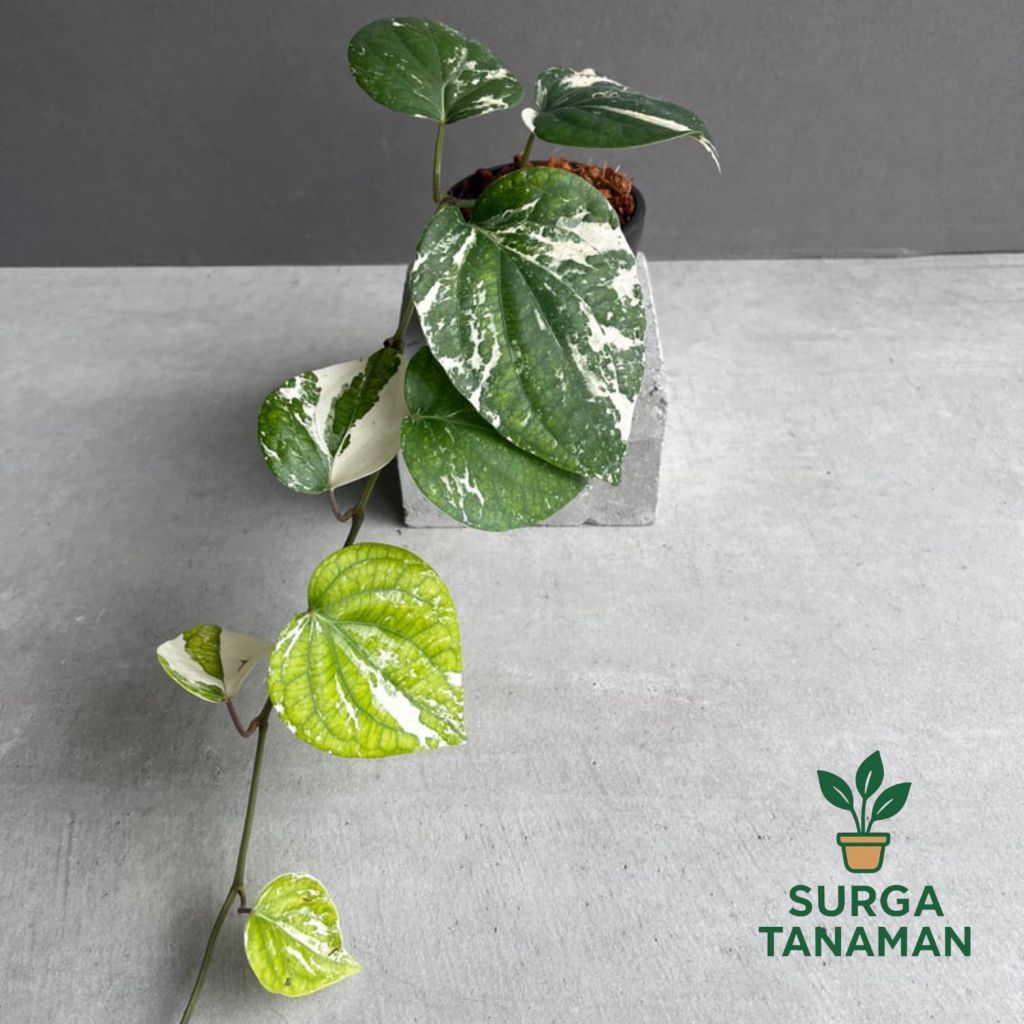 Tanaman hias indoor piper nigrum variegated - tanaman piper nigrum varigata - tanaman langka - tanam