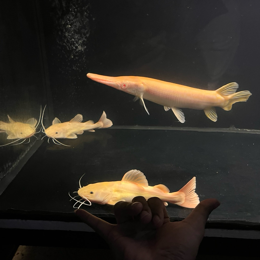 sticker rtc phantom size 25cm