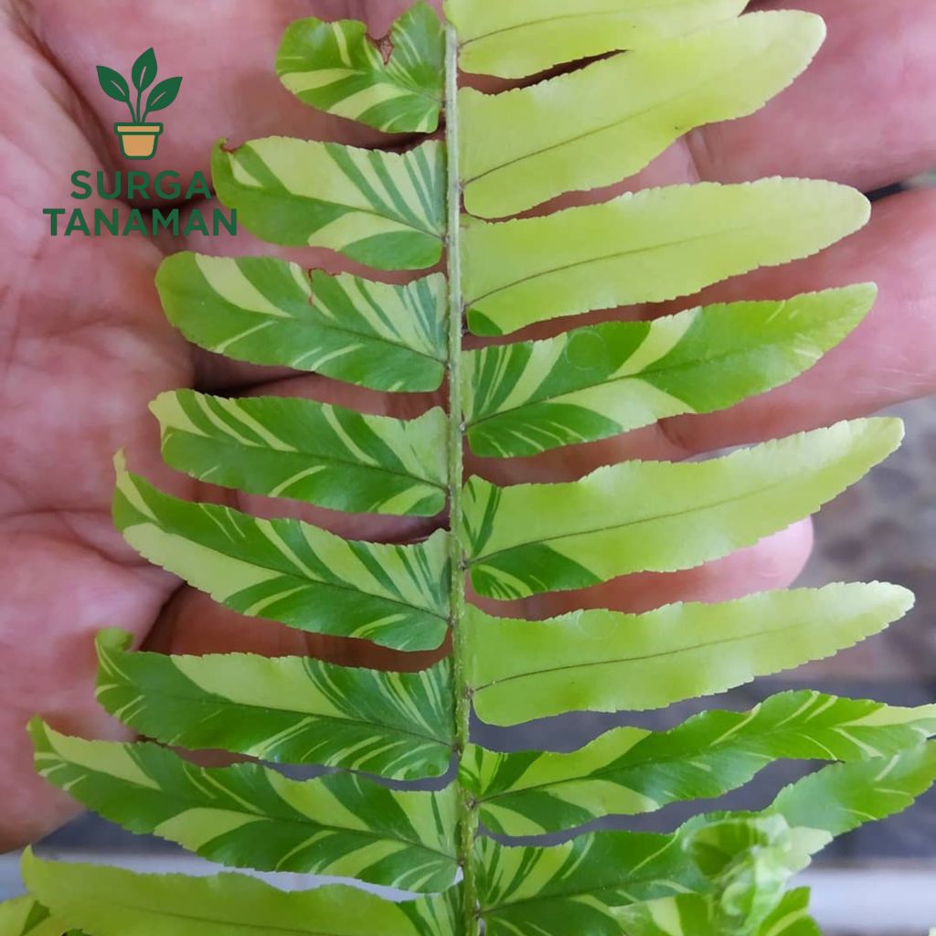 Tanaman hias indoor pakis varigata - tanaman pakis varigata - tanaman cantik