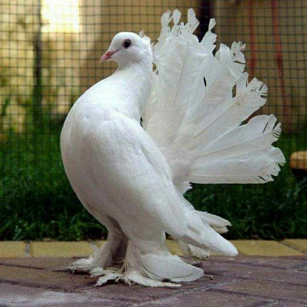 TELUR BURUNG MERPATI HIAS / DARA KIPAS UNTUK DI TETASKAN