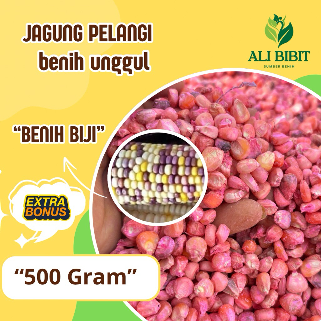 500 Gram > Biji Bibit Jagung Pelangi > Benih Jagung Pelangi 4 Warna > Bonus Benih