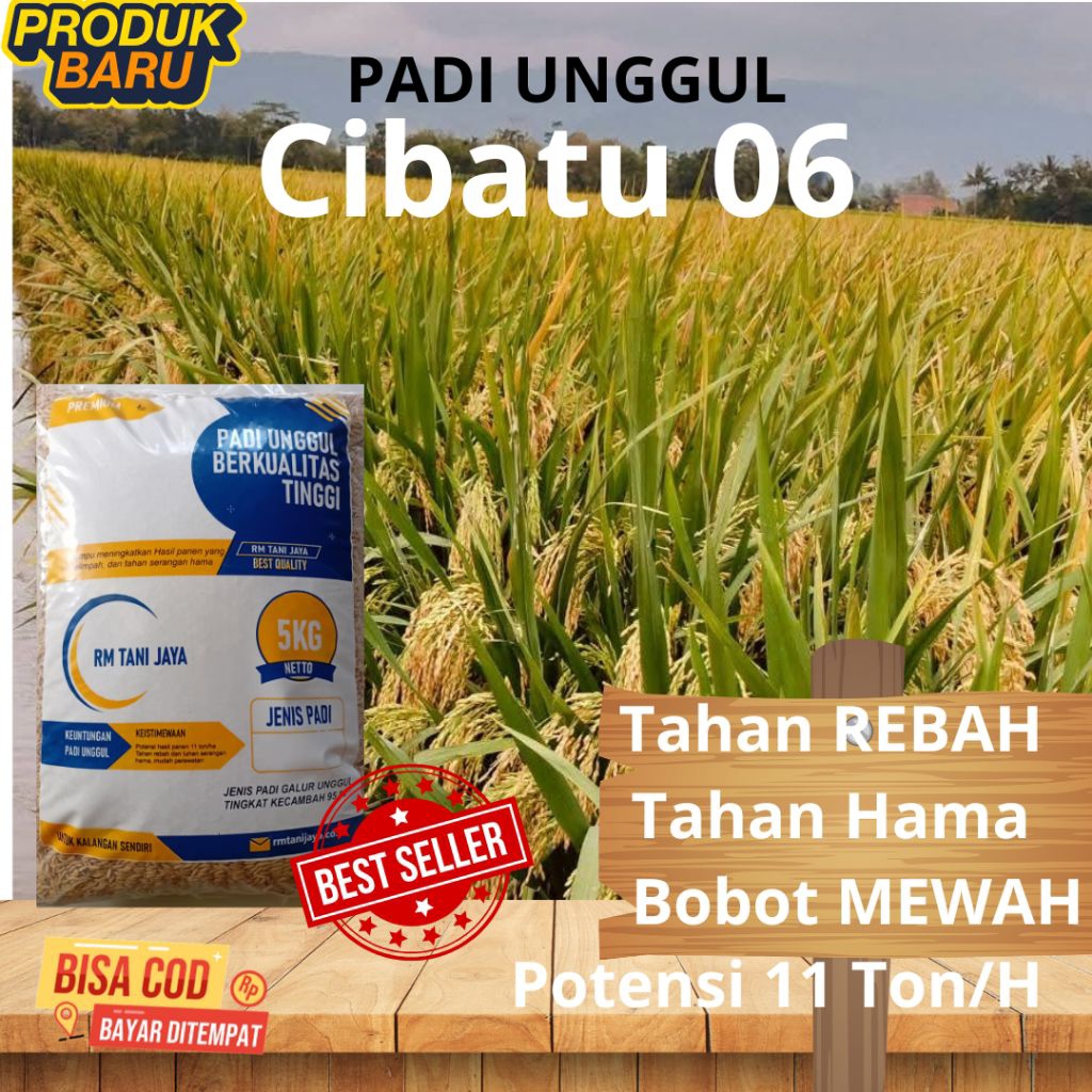 BENIH PADI CIBATU 06