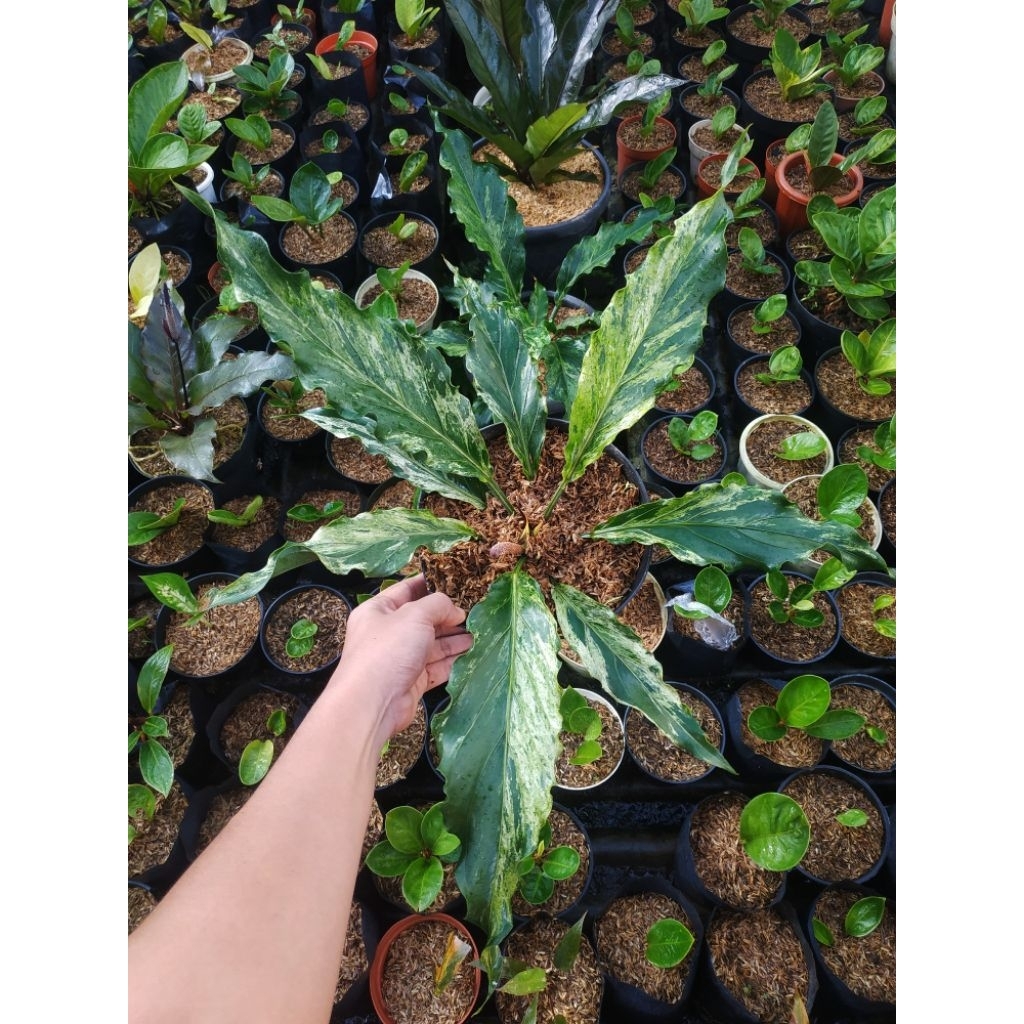 Gelombang Cinta Varigata Recomended