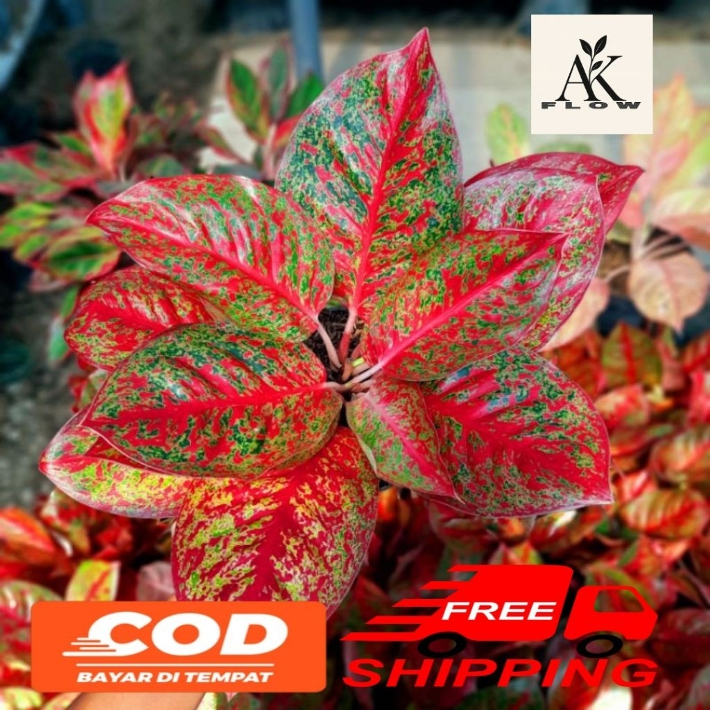 Tanaman hias aglonema red stardust rimbun termurah / aglonema red stardust bibit / anakan
