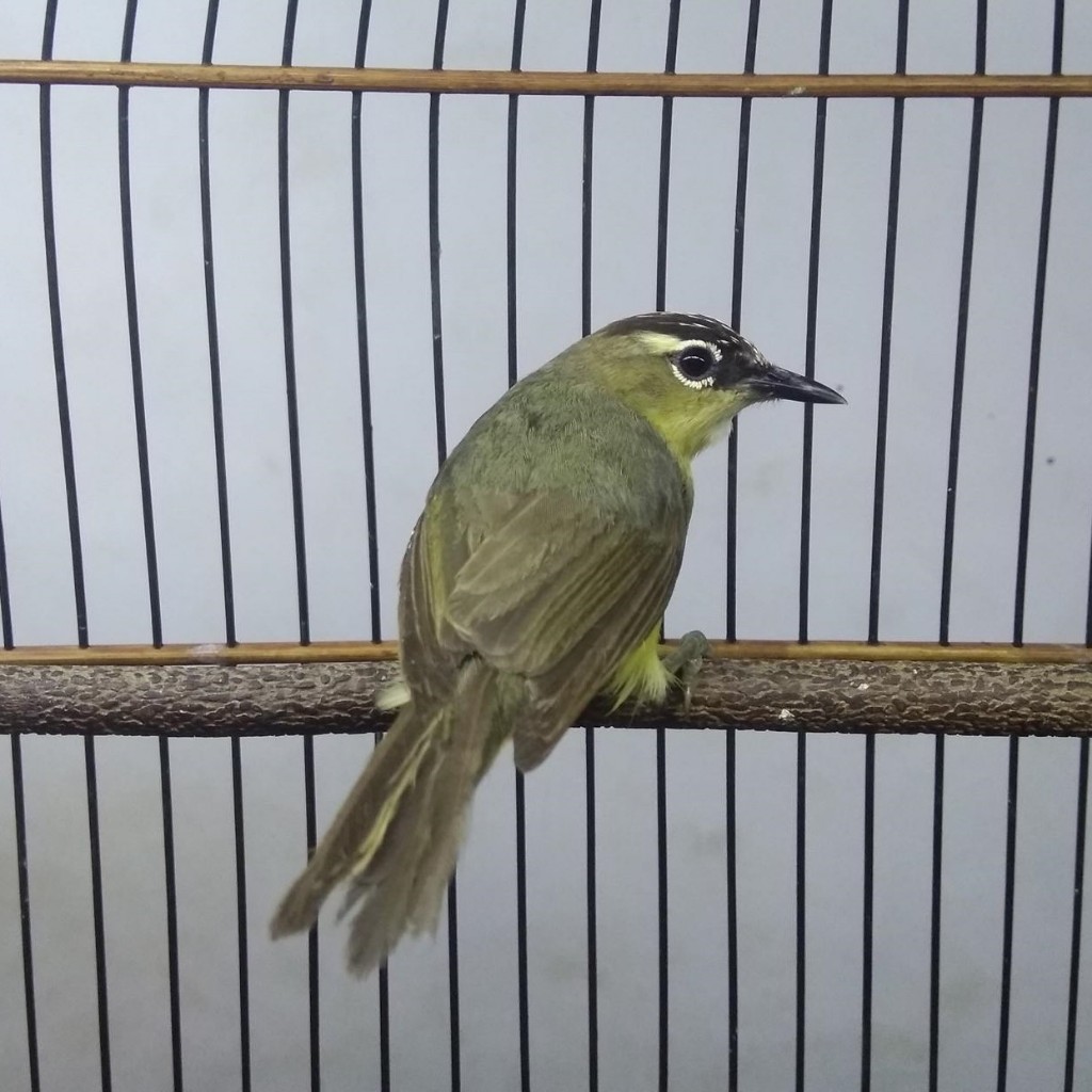 Burung Opyor Jambul Pilihan Terbaik Masteran Kicau