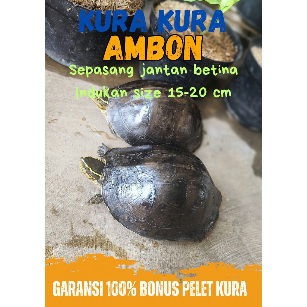 Sepasang Kura Ambon Jantan & Betina  Indukan Size 15-20 Cm Siap Bertelur