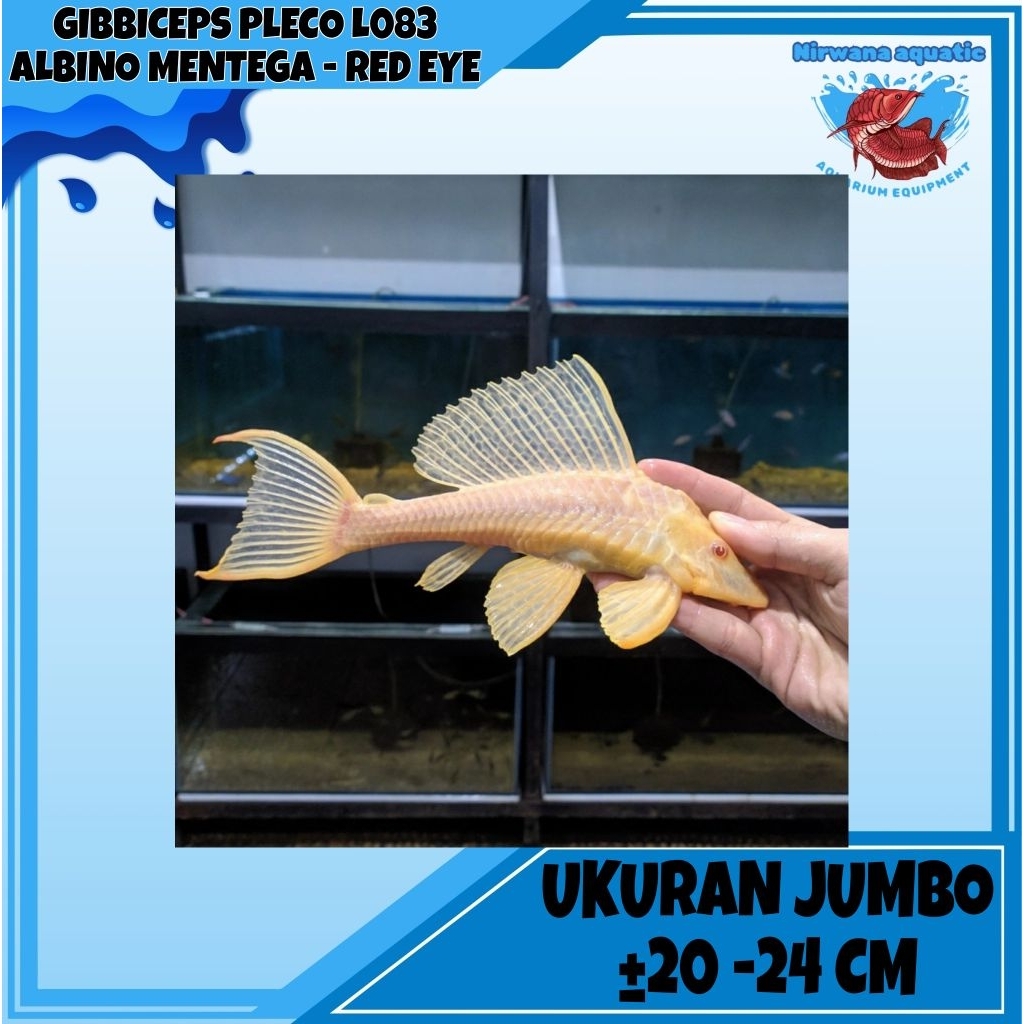 GIBBICEPS PLECO L083 ALBINO - PLECO MENTEGA RED EYE | UKURAN JUMBO ± 20 - 24 CM