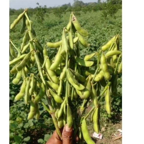 Edamame Kacang edamame / edamame segar 250 gram