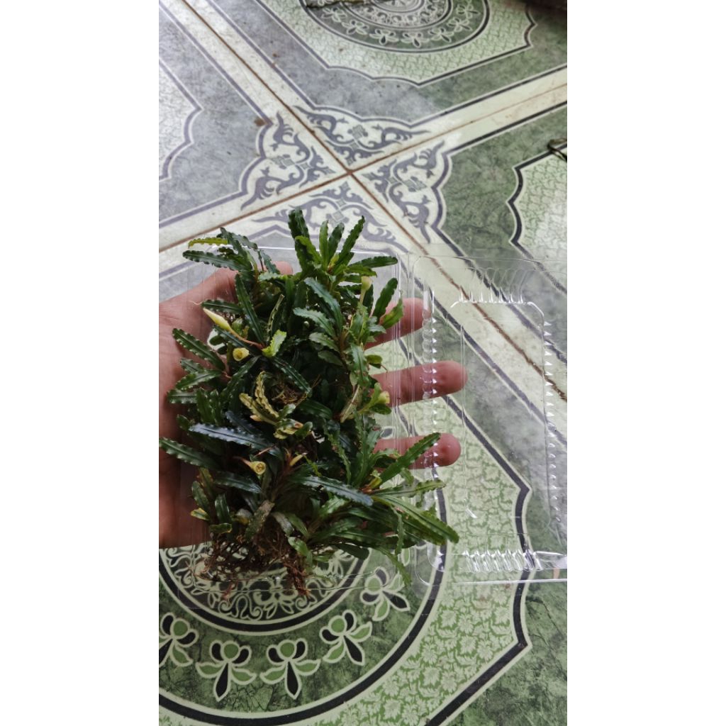 buce 1 mika aquascape