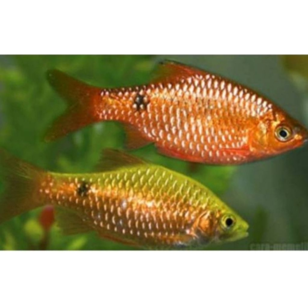 Mainan ikan Barbir 5e