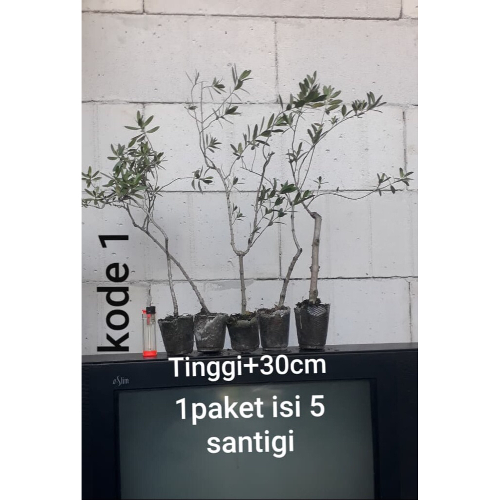 Santigi 5 Pohon Kode 1