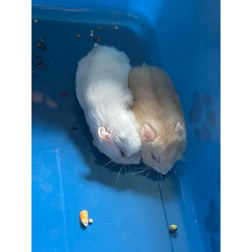 Anakan Hamster Winter White Super Jinak