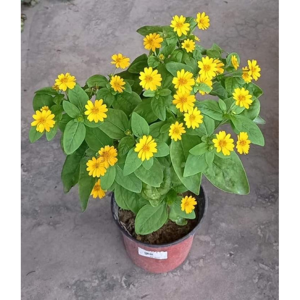 Tanaman hias bunga matahari mini/ Tanaman bunga kolget / bunga matahari